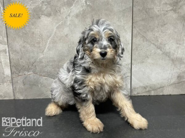 F1B Goldendoodle-DOG-Male-Blue Merle-27406-Petland Frisco, Texas