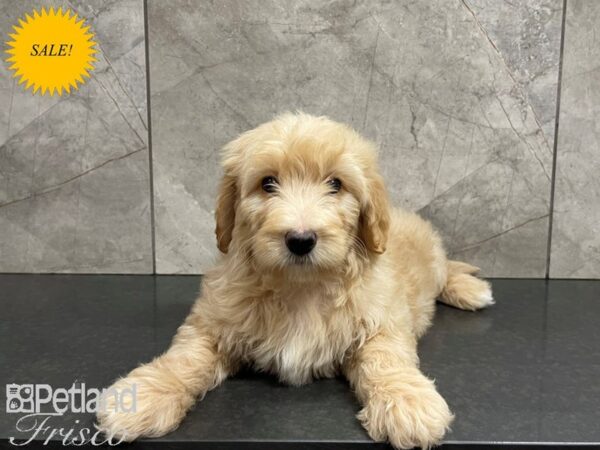 F1B Goldendoodle DOG Male Cream 27407 Petland Frisco, Texas