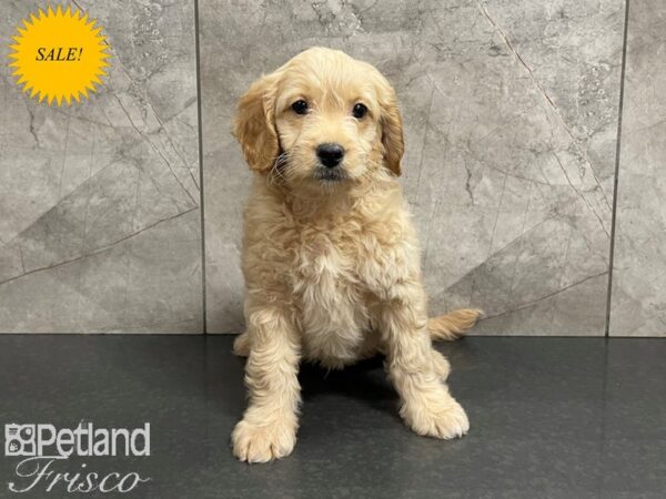 F1B Goldendoodle DOG Male Cream 27408 Petland Frisco, Texas