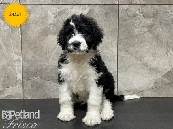 Saint Bernadoodle DOG Male Black & White 27442 Petland Frisco, Texas