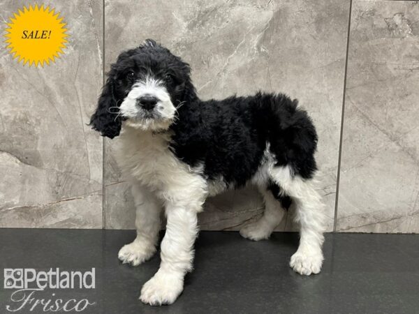 Saint Bernadoodle DOG Female Black & White 27443 Petland Frisco, Texas