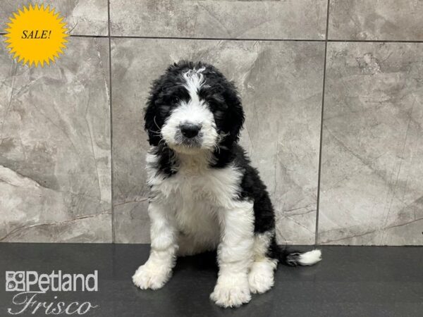 Saint Bernadoodle DOG Female Black & White 27444 Petland Frisco, Texas