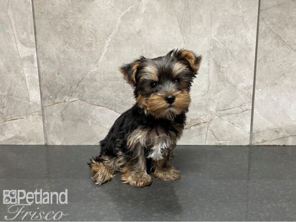 Yorkshire Terrier-DOG-Male-Black and Tan-27503-Petland Frisco & Mckinney, Texas