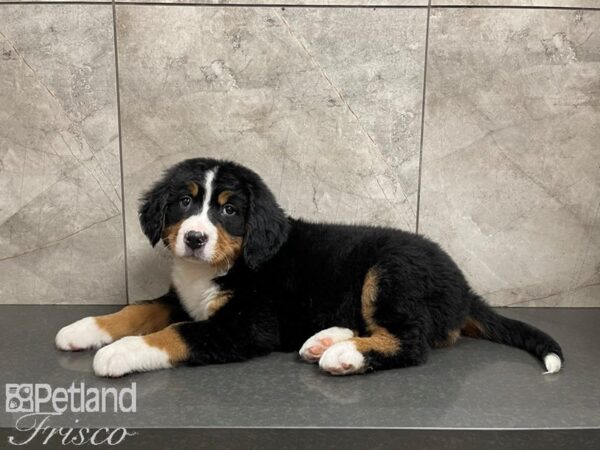 Bernese Mountain Dog DOG Male TRI 27504 Petland Frisco, Texas