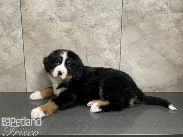 Bernese Mountain Dog DOG Male TRI 27505 Petland Frisco, Texas