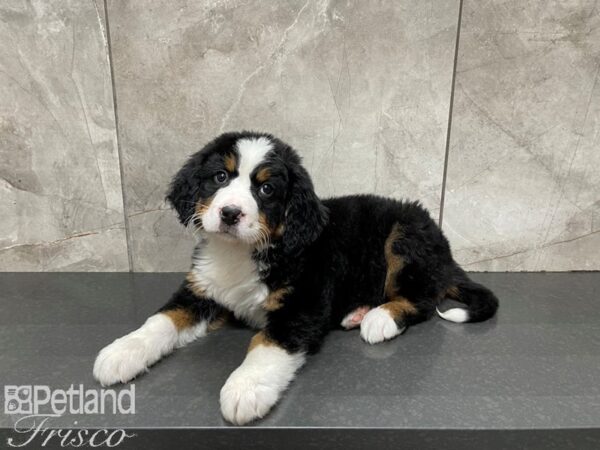 Bernese Mountain Dog-DOG-Male-TRI-27506-Petland Frisco, Texas