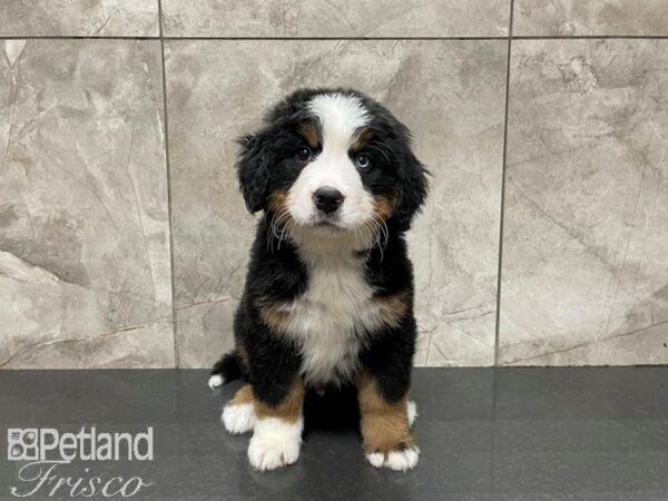 Bernese Mountain Dog DOG Male TRI 27507 Petland Frisco, Texas