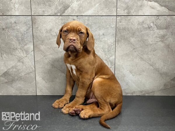 Dogue de Bordeaux DOG Male Red 27508 Petland Frisco, Texas