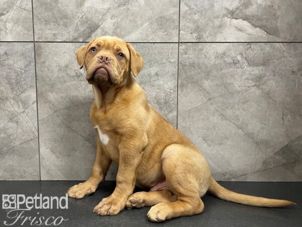 Dogue de Bordeaux DOG Male Red 27509 Petland Frisco, Texas