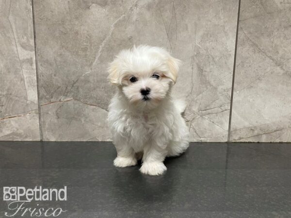Maltese-DOG-Female-White-27511-Petland Frisco & Mckinney, Texas