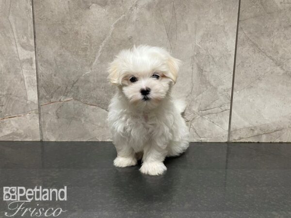 Maltese-DOG-Female-White-27511-Petland Frisco, Texas