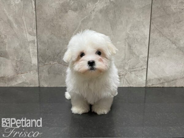 Maltese-DOG-Female-White-27512-Petland Frisco, Texas