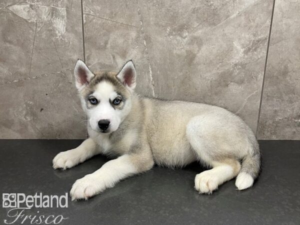 Siberian Husky-DOG-Male-Grey & Wht-27513-Petland Frisco & Mckinney, Texas