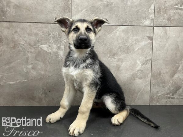 German Shepherd DOG Male Blk & Tan 27514 Petland Frisco, Texas