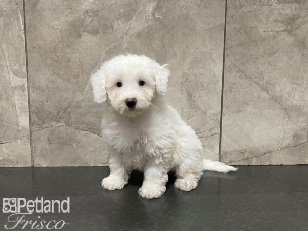 Bichonpoo DOG Male White 27516 Petland Frisco, Texas