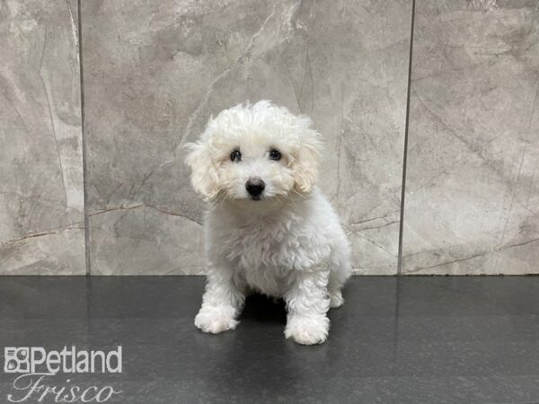 Bichonpoo DOG Male White 27517 Petland Frisco, Texas