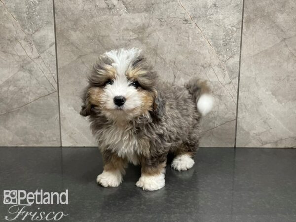 Mini Bernadoodle DOG Male Black Tri 27518 Petland Frisco, Texas