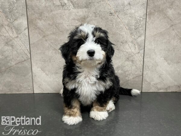 Mini Bernadoodle-DOG-Female-Tri-27520-Petland Frisco, Texas