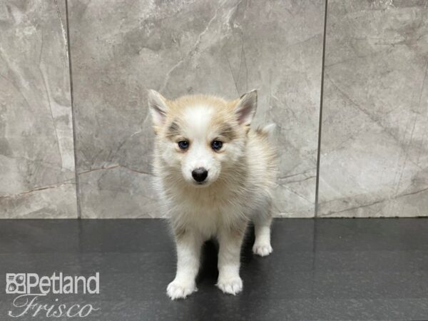 Pomsky-DOG-Female-Red Merle-27521-Petland Frisco & Mckinney, Texas