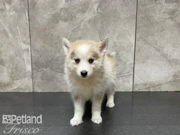 Pomsky DOG Female Red Merle 27521 Petland Frisco, Texas