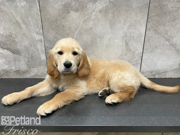Golden Retriever-DOG-Female-Gold-27522-Petland Frisco & Mckinney, Texas