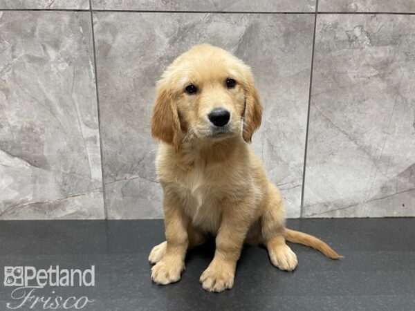 Golden Retriever-DOG-Male-Gold-27523-Petland Frisco & Mckinney, Texas