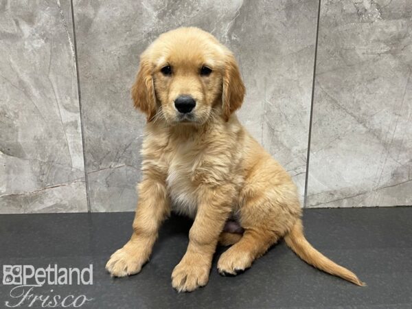 Golden Retriever-DOG-Male-Gold-27524-Petland Frisco & Mckinney, Texas