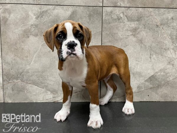 Boxer DOG Male Red Tri 27525 Petland Frisco, Texas