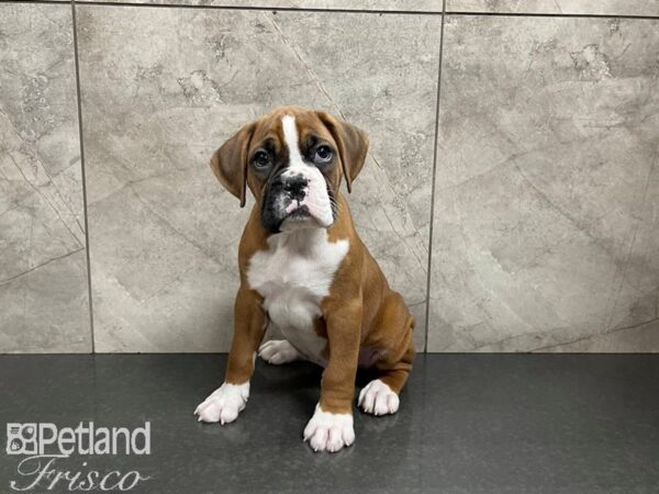 Boxer DOG Male Red Tri 27526 Petland Frisco, Texas