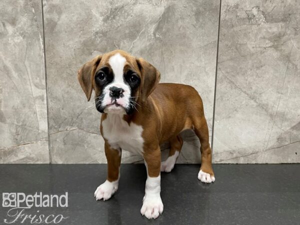 Boxer-DOG-Female-Red Tri-27527-Petland Frisco, Texas