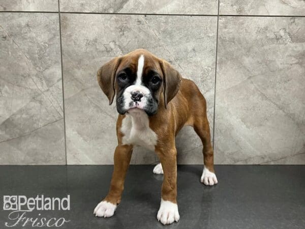 Boxer-DOG-Female-Red Tri-27528-Petland Frisco, Texas