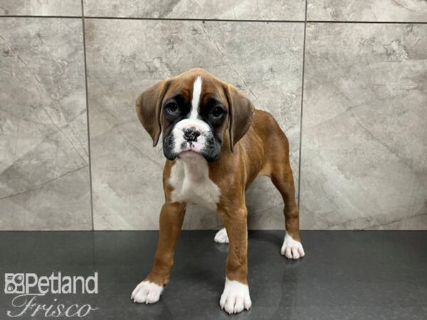 Boxer DOG Female Red Tri 27528 Petland Frisco, Texas