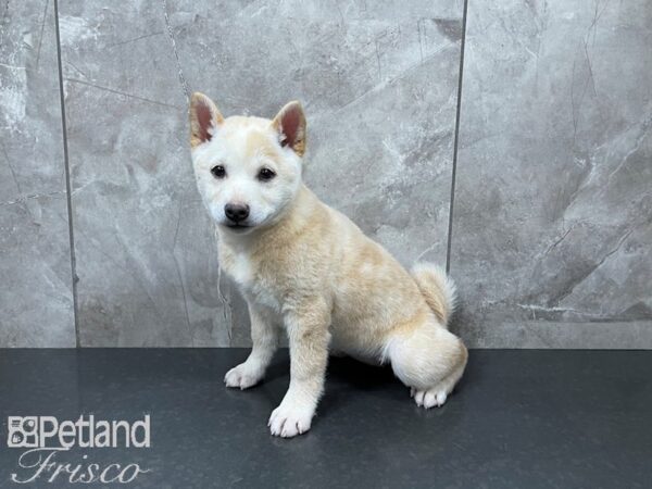 Shiba Inu-DOG-Female-Cream-27529-Petland Frisco & Mckinney, Texas