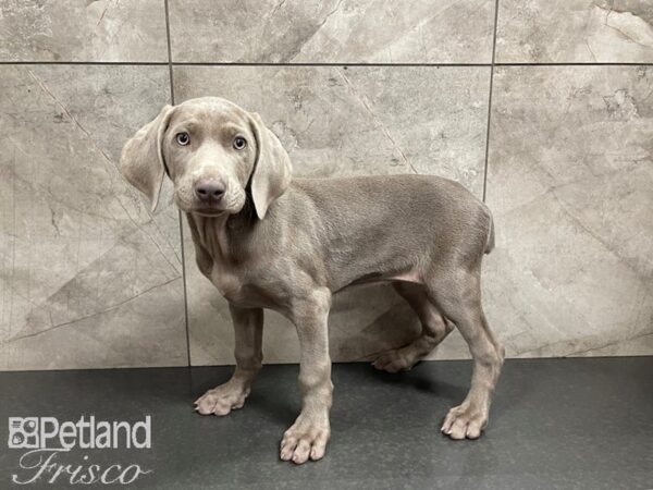 Weimaraner-DOG-Female-Silver Grey-27530-Petland Frisco & Mckinney, Texas