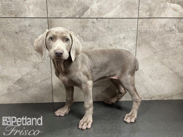 Weimaraner DOG Female Silver Grey 27530 Petland Frisco, Texas