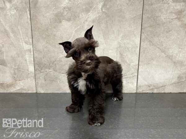Miniature Schnauzer-DOG-Male-Chocolate-27531-Petland Frisco & Mckinney, Texas