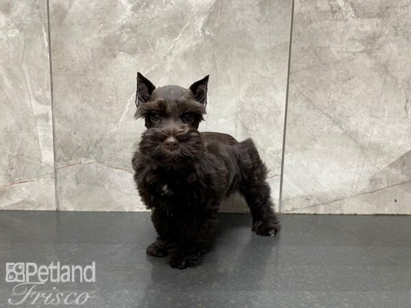 Miniature Schnauzer-DOG-Male-Chocolate-27532-Petland Frisco & Mckinney, Texas