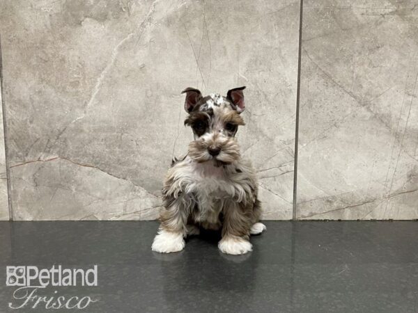 Miniature Schnauzer-DOG-Female-Merle-27534-Petland Frisco & Mckinney, Texas