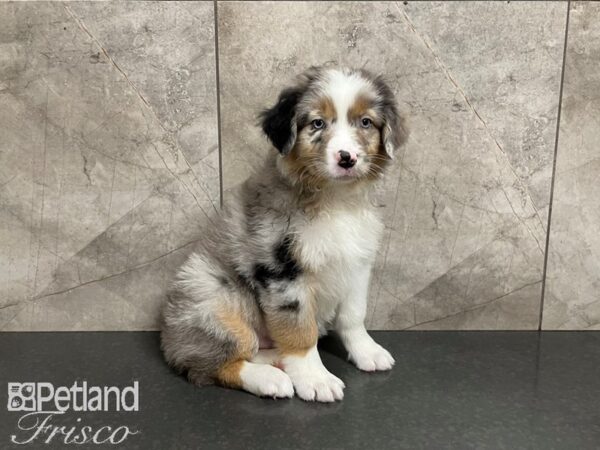 Australian Shepherd DOG Male Blue Merle 27535 Petland Frisco, Texas