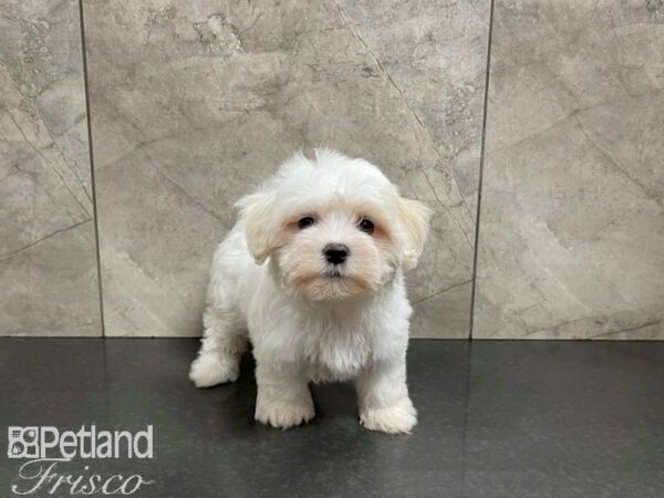 Maltese-DOG-Female-White-27536-Petland Frisco, Texas