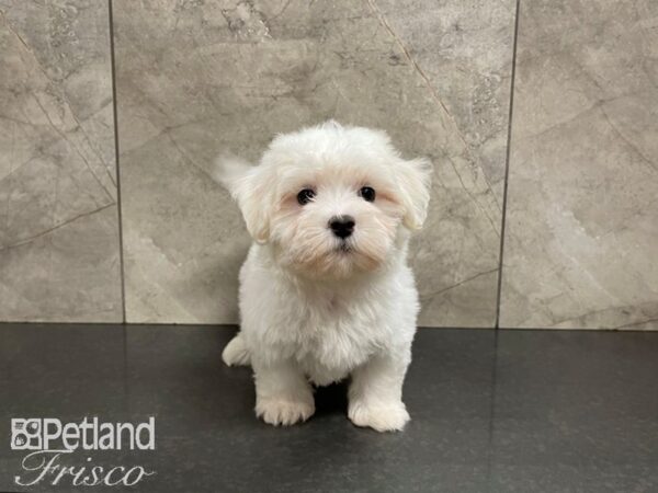 Maltese DOG Female White 27537 Petland Frisco & Mckinney, Texas