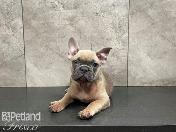 French Bulldog-DOG-Male-Blue Fawn-27538-Petland Frisco & Mckinney, Texas
