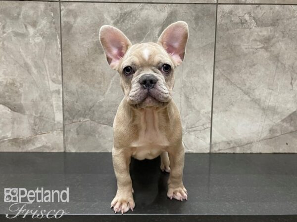 French Bulldog-DOG-Male-Lilac Merle-27539-Petland Frisco, Texas