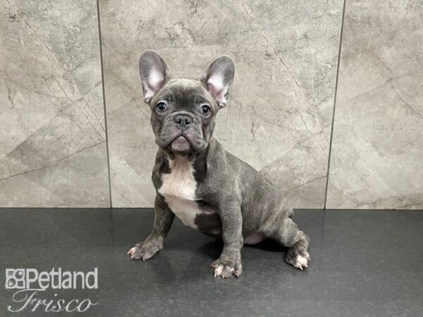 French Bulldog-DOG-Female-Blue Brindle-27541-Petland Frisco, Texas