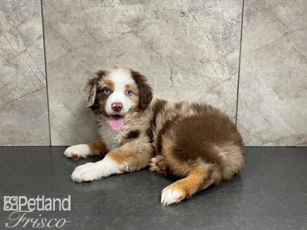 Miniature Australian Shepherd-DOG-Male-Red Merle-27542-Petland Frisco & Mckinney, Texas
