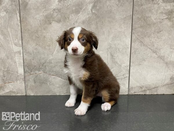 Miniature Australian Shepherd-DOG-Female-Red Tri-27543-Petland Frisco & Mckinney, Texas