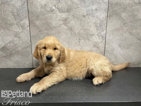 Golden Retriever-DOG-Male-Golden-27544-Petland Frisco & Mckinney, Texas