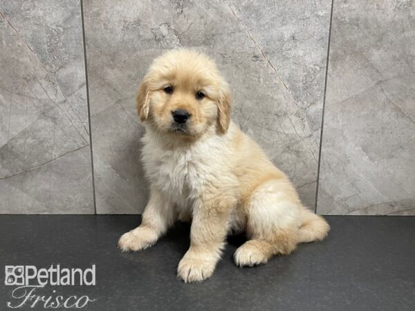Golden Retriever-DOG-Male-Golden-27545-Petland Frisco & Mckinney, Texas