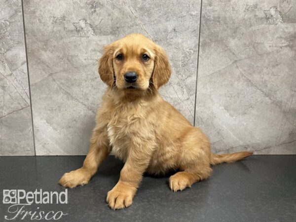 Golden Retriever-DOG-Female-Red-27546-Petland Frisco & Mckinney, Texas