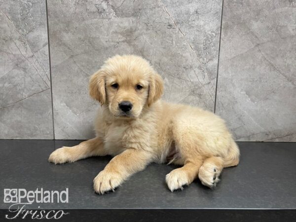 Golden Retriever-DOG-Male-Golden-27547-Petland Frisco & Mckinney, Texas